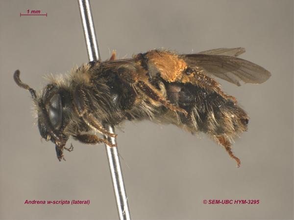 Photo of Andrena w-scripta by Spencer Entomological Museum